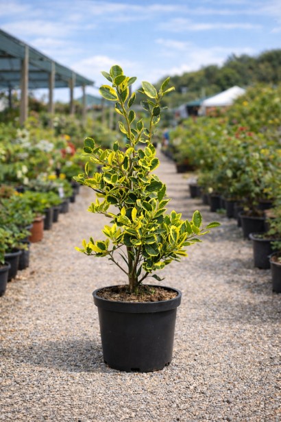 Падуб Золотий Король контейнер С3